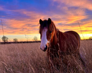 A lovely sunset behind rescued pony Auburn