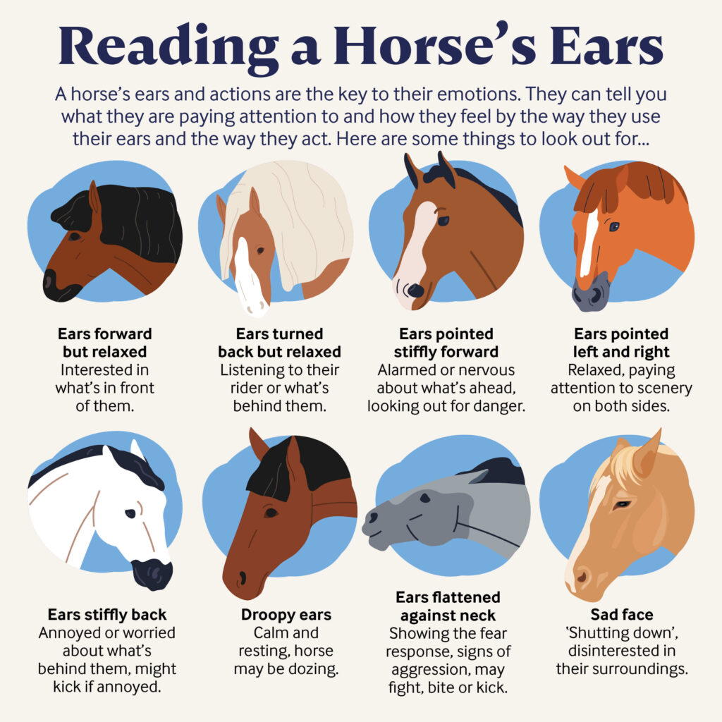 diagram of how to read a horse's ears, featuring various examples of equine body language