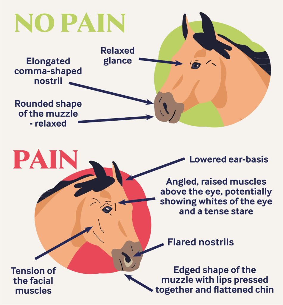 Diagram showing how a horse's eyes can express pain