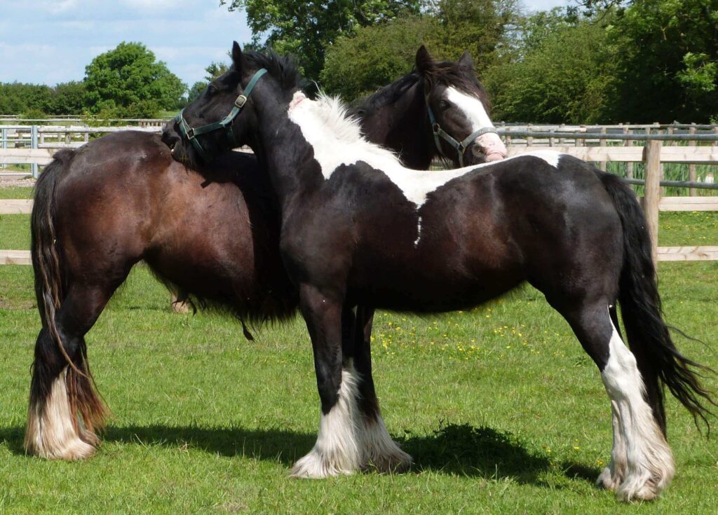 two horses grooming each other in a field