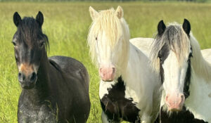 Come And Hear Our Free Grassland Management Talk For Horse Owners