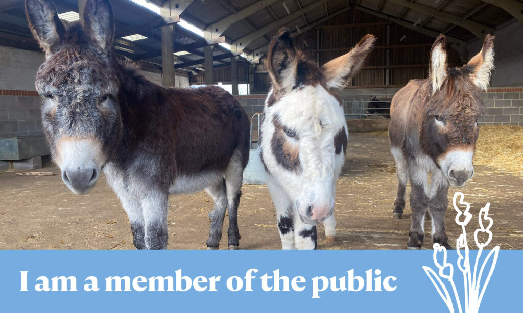 three donkeys stood in a large barn, caption reads "I am a member of the public"