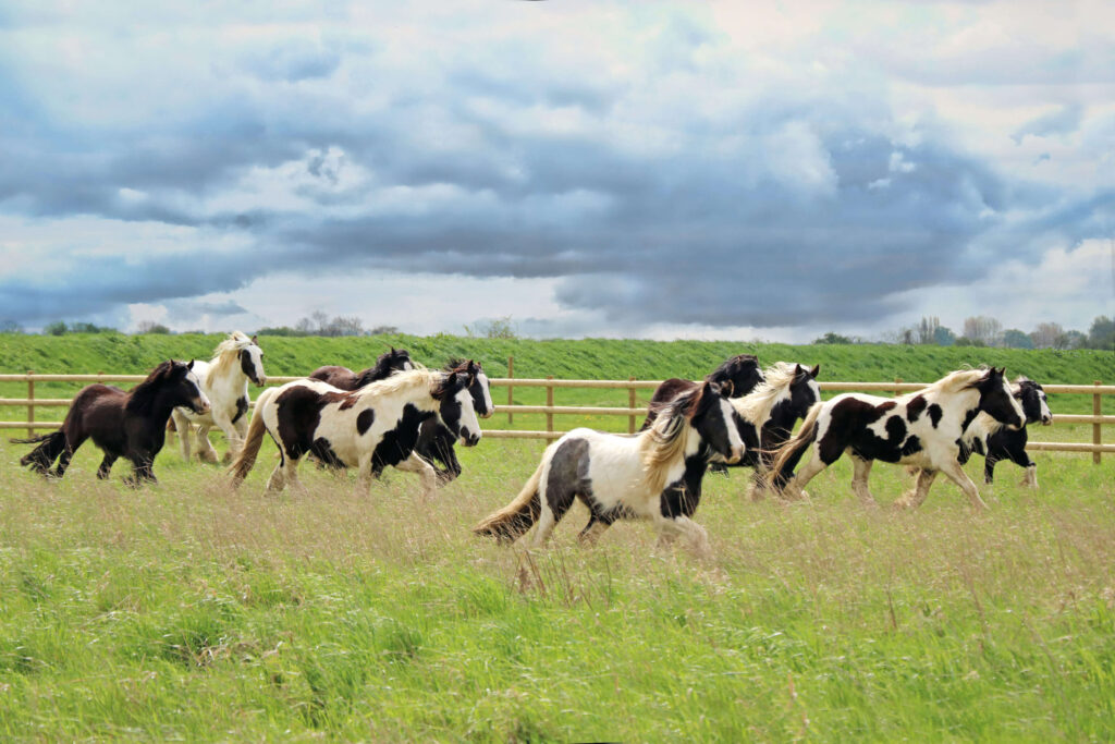 group of black and white cobs running through a field of long grass