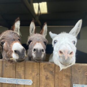 three donkeys with their heads resting on their stable door