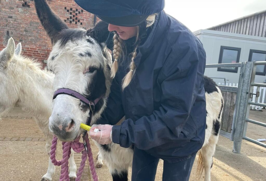 piebald donkey being fed a worming treatment out of a syringe