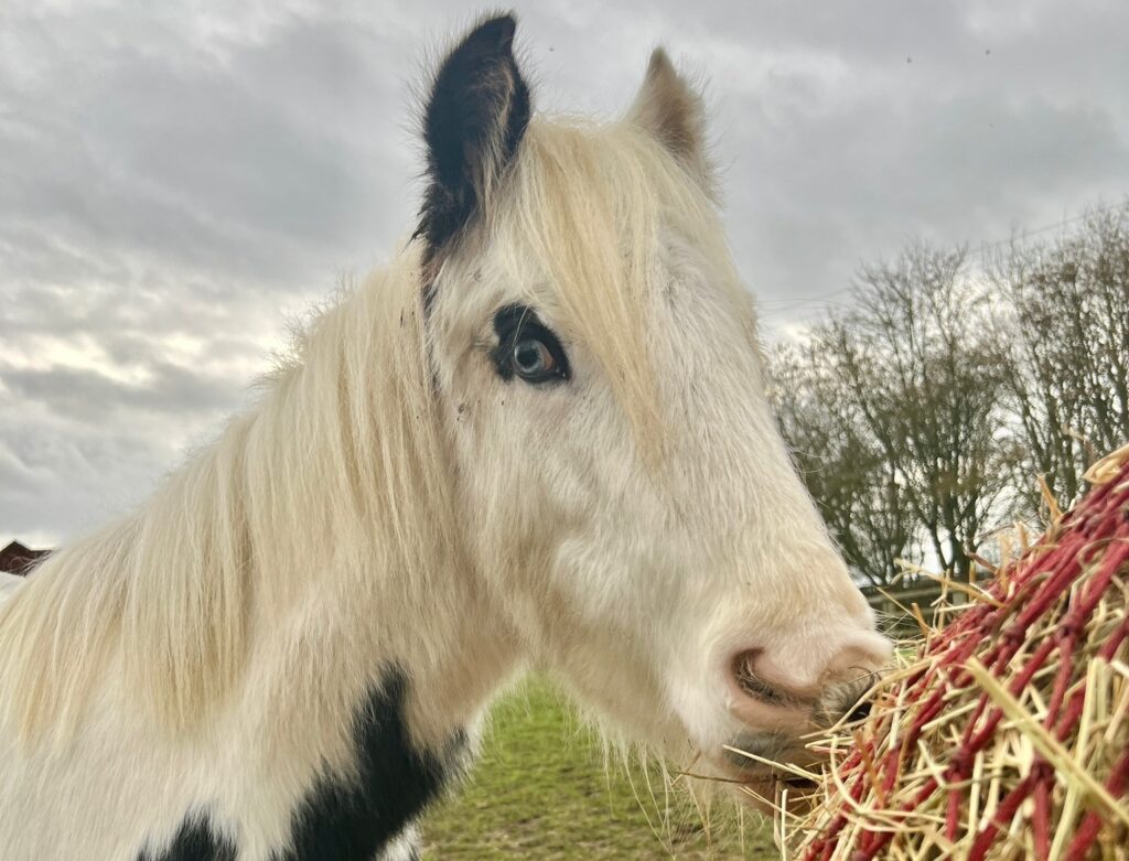 head shot of a black and white cob with a black patch around his eye, eating from a hay net