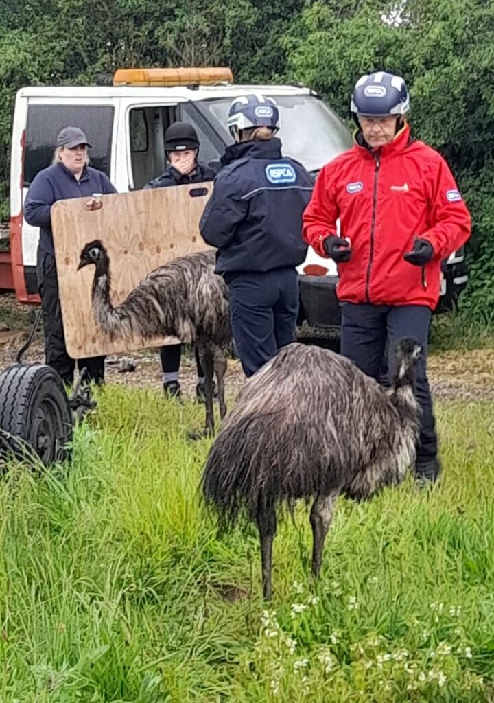 animal rescue team trying to corral emus into a trailer