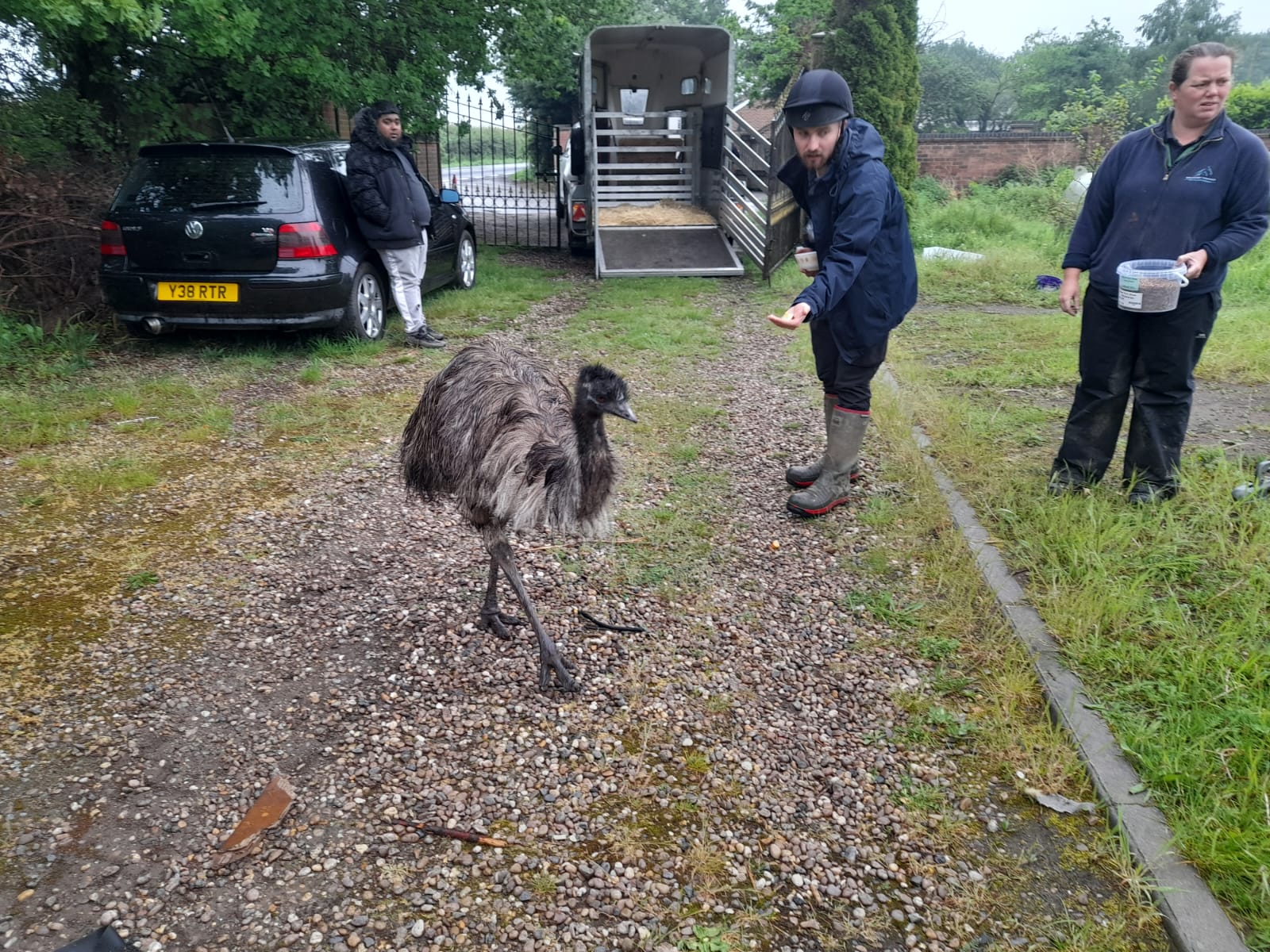 bransby horses member of staff trying to coax an emu into a trailer