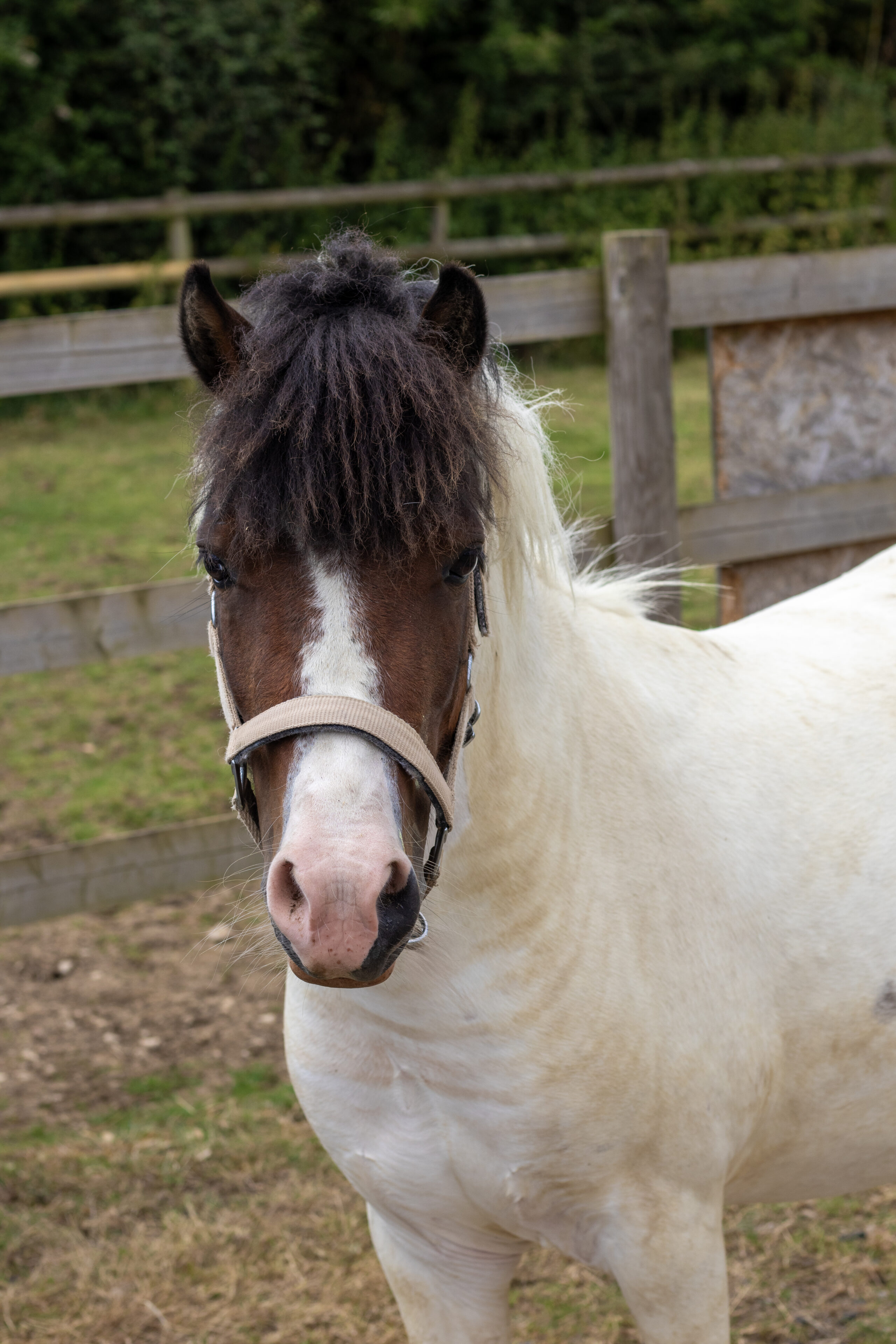 skewbald cob, white body with a brown face, wearing a light coloured headcollar and stood in a field looking at the camera