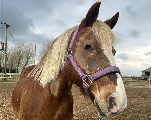 side profile of a ginger pony with his eye missing, wearing a purple headcollar