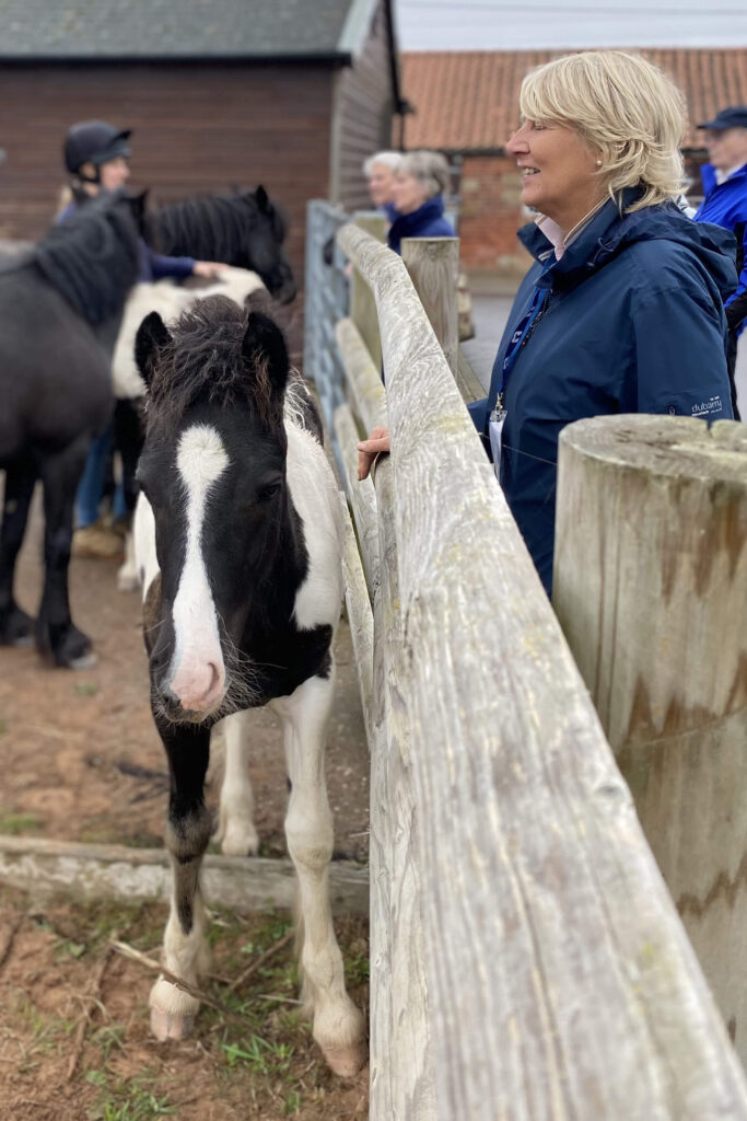 visitor stroking a black and white cob yearling from behind a fence
