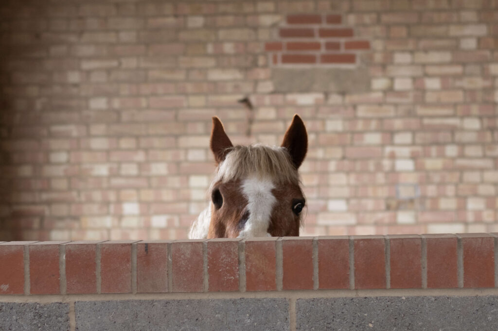 ginger pony with one eye hiding half of his face behind a brick separator in a stable