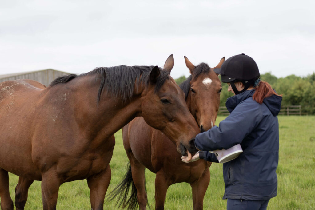 member of staff feeding two brown thoroughbreds out of her hand in a field