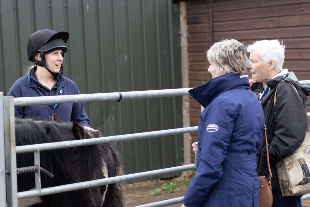 member of staff holding the headcollar of a yearling cob, talking to visitors over the gate
