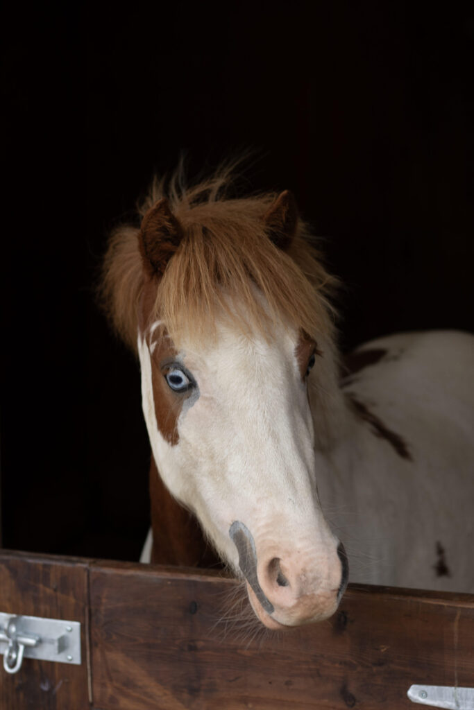 skewbald pony with his head over the stable door