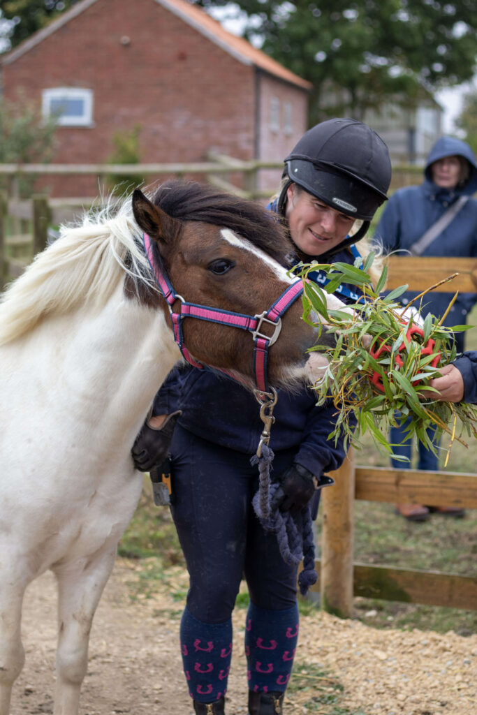 member of staff feeding a small white pony with a brown face