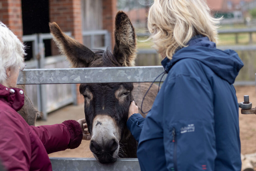 two visitors stroking a brown donkey