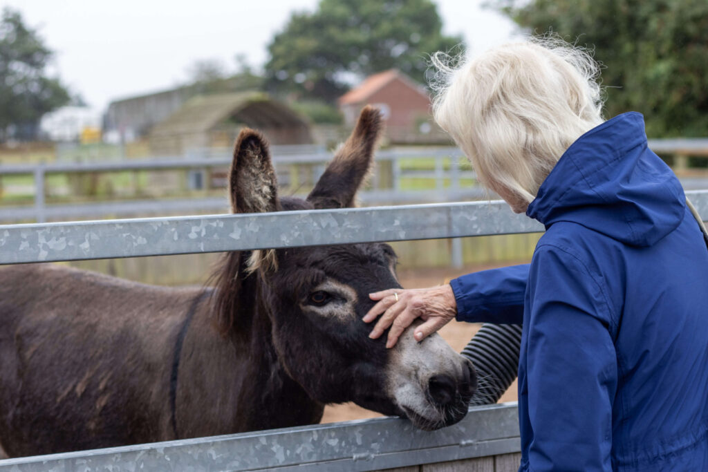 visitor stroking the nose of a brown donkey