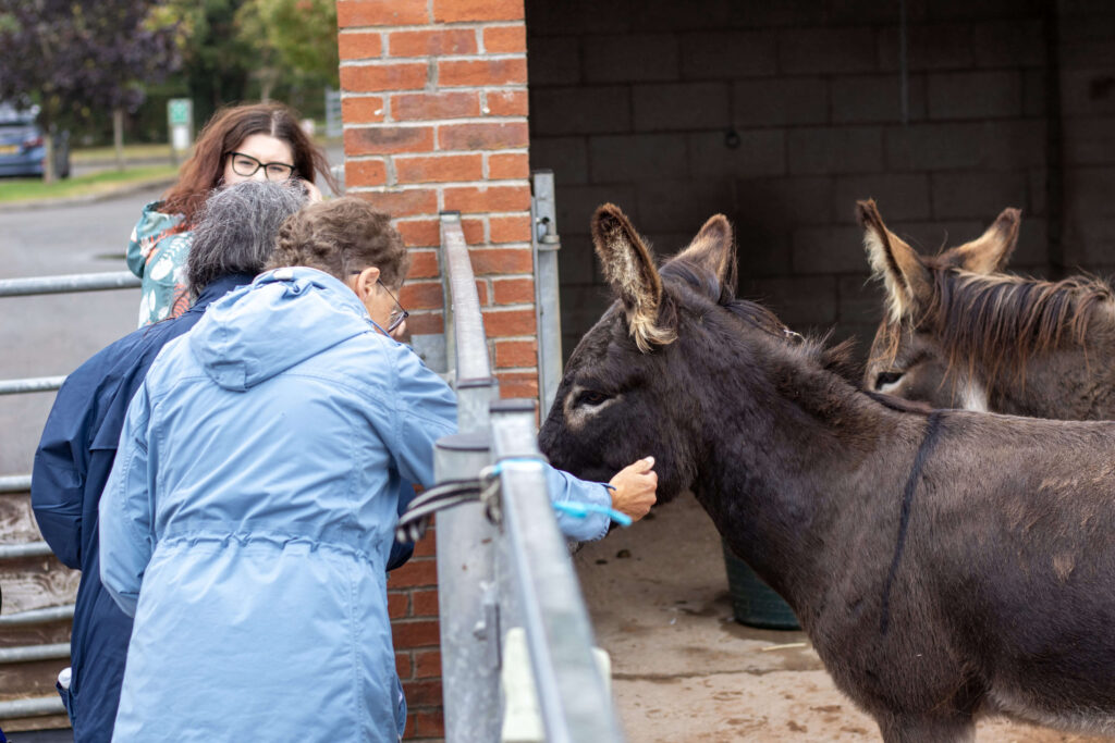 visitors stroking two donkeys in a paddock