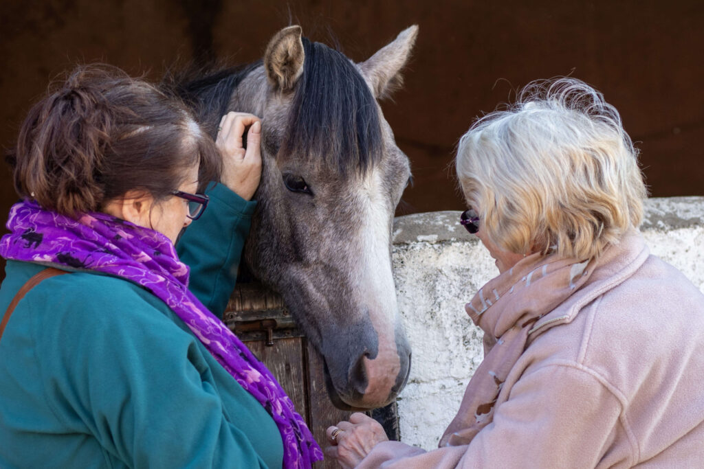 visitors stroking the nose of a dappled grey welsh pony behind a stable door