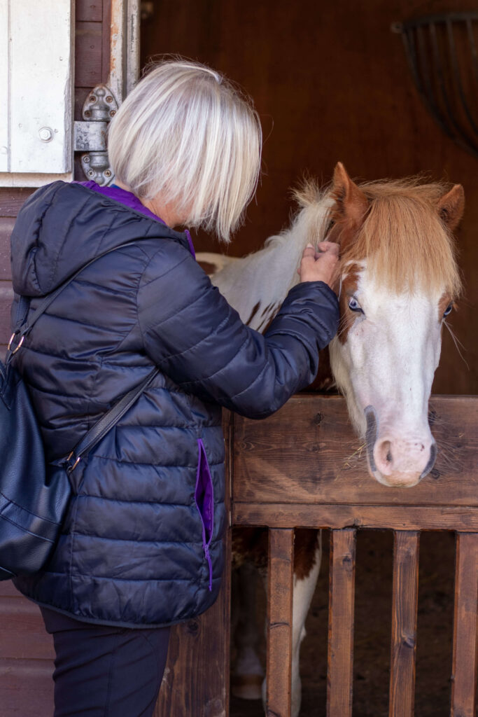 visitor stroking a skewbald welsh pony stood behind a stable door