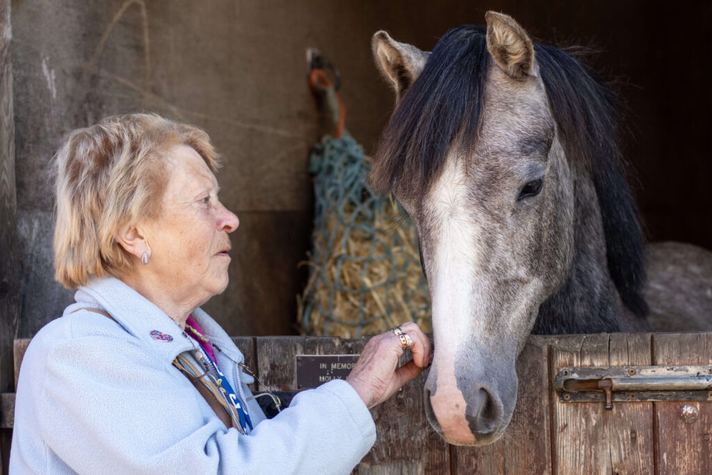 visitor stroking the nose of a dappled grey welsh pony behind a stable door