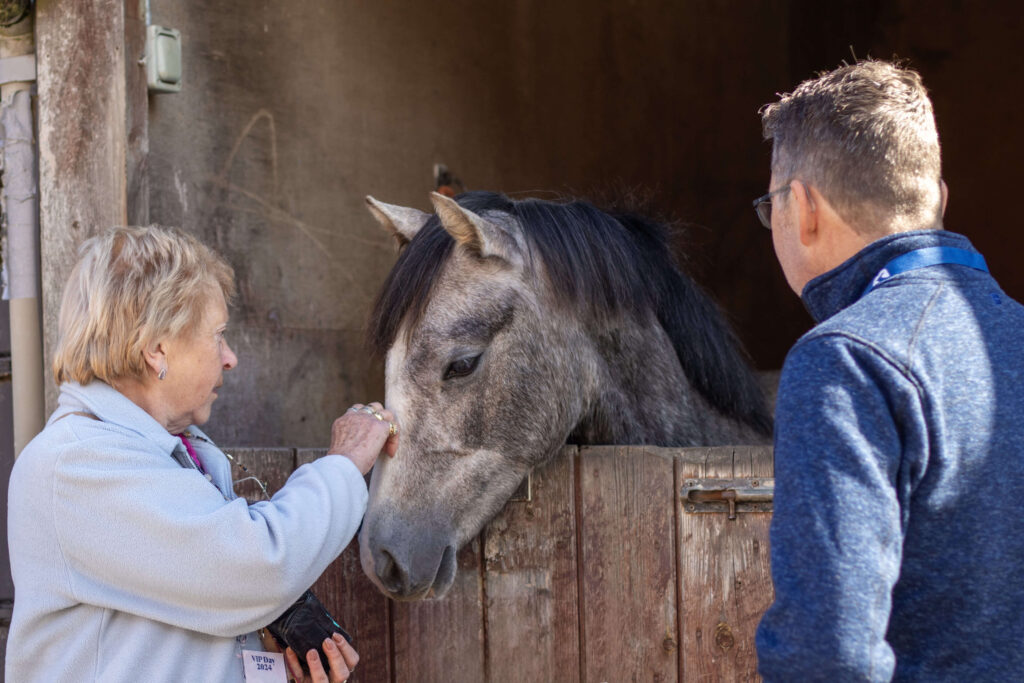 visitor stroking the nose of a dappled grey welsh pony behind a stable door
