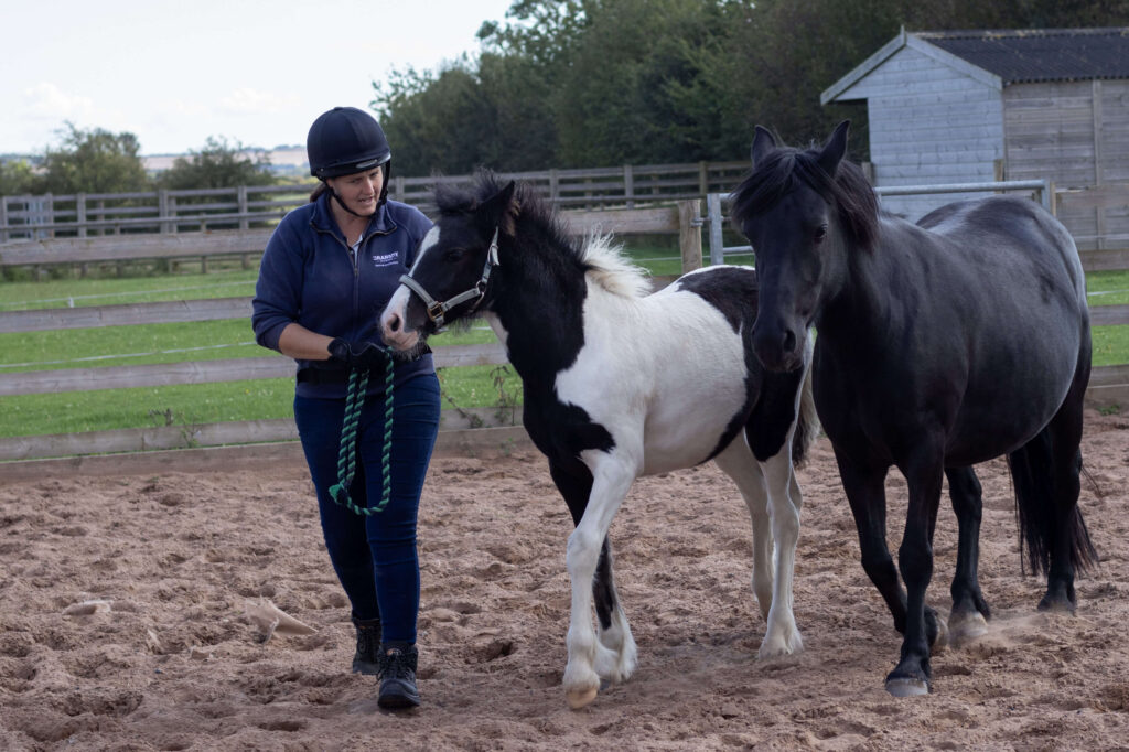 member of staff holding the headcollar of a yearling cob