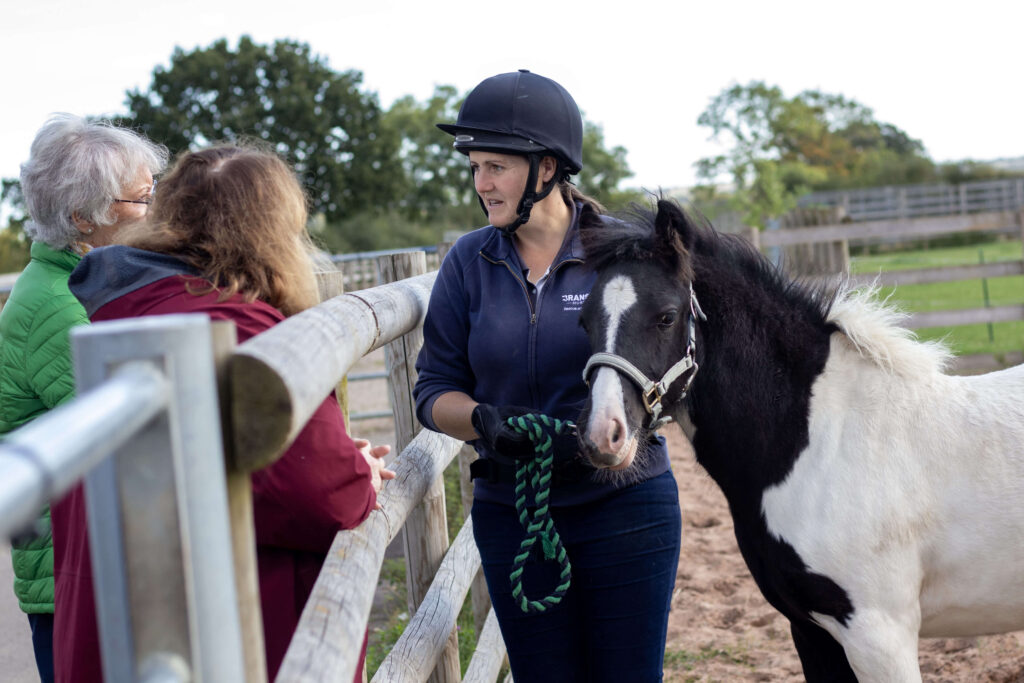 member of staff holding the headcollar of a yearling cob, talking to visitors over the gate