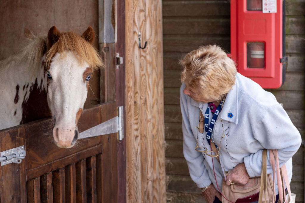 visitor stood looking at a skewbald welsh pony behind a stable door