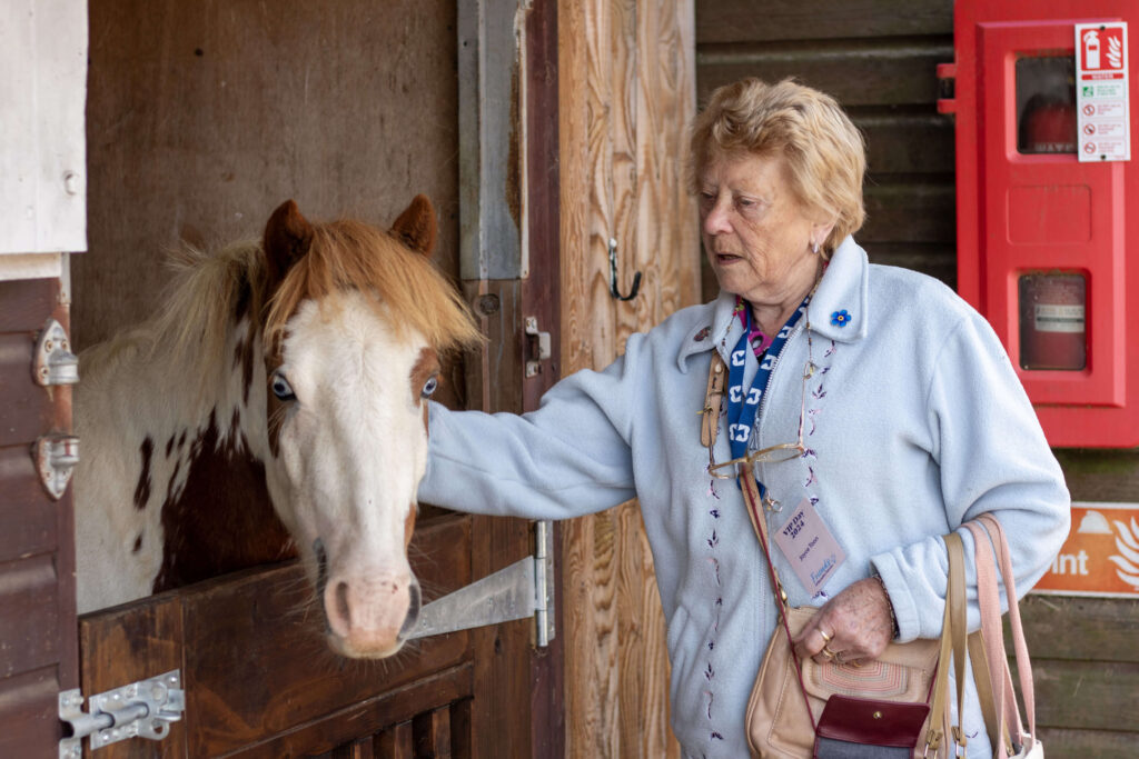 visitor stroking the neck of a skewbald welsh pony