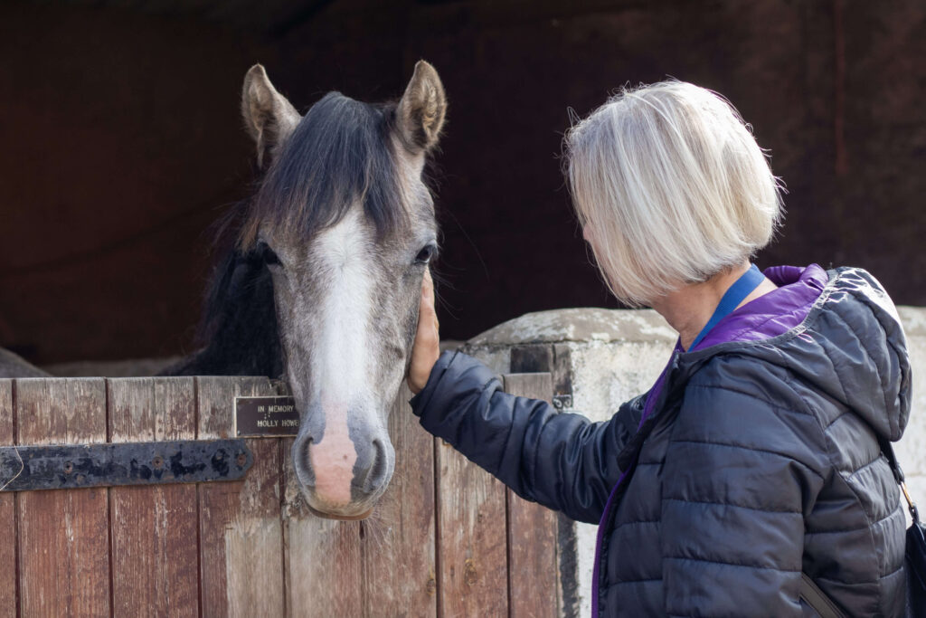visitor stroking the face of a grey welsh pony stood behind a stable door