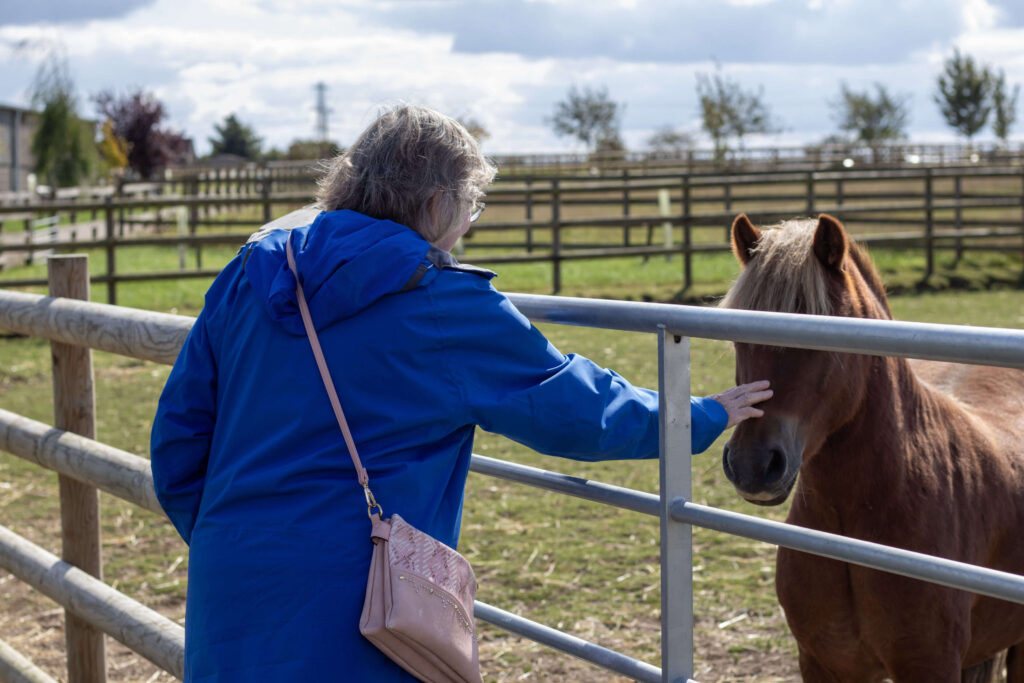 visitor wearing a blue coat and stroking the nose of a chestnut pony