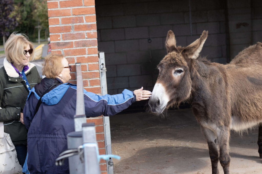 visitor touching the nose of a brown donkey, a gate is between them