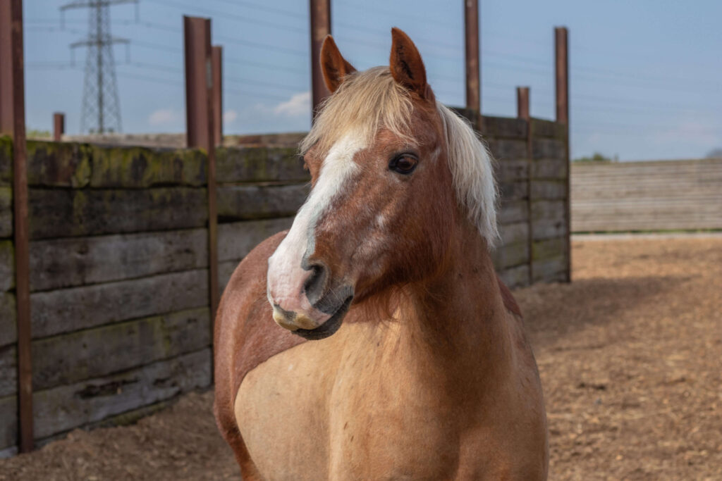 ginger pony with a clipped coat stood on a soft pad looking off to the side