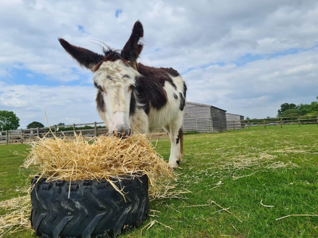 piebald donkey stood in a field eating straw out of a tyre