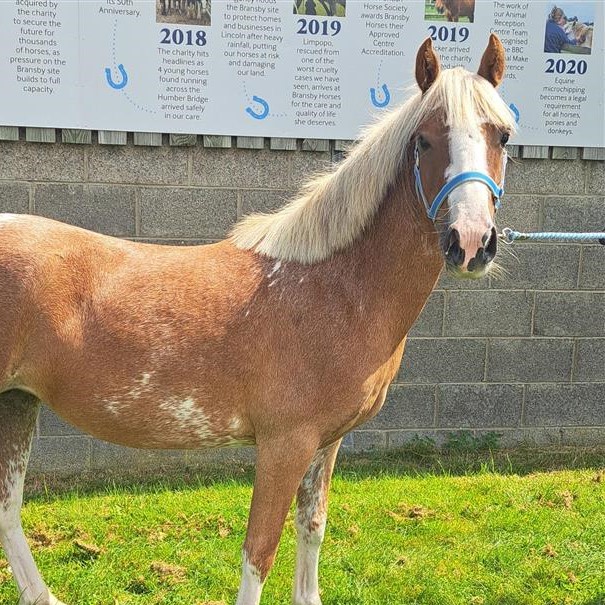 chestnut pony stood in front of a timeline poster, wearing a light blue headcollar