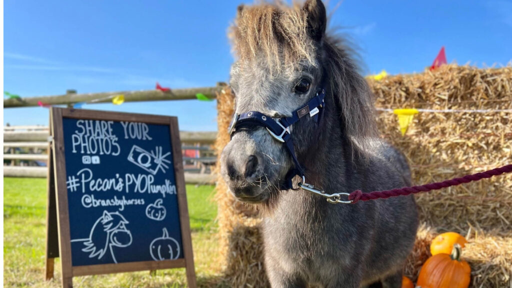 Pecan standing in the pumpkin patch at Bransby Horses. A great place to come pumpkin picking in lincoln.