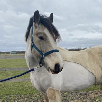 palomino horse stood looking at the camera wearing a navy blue headcollar