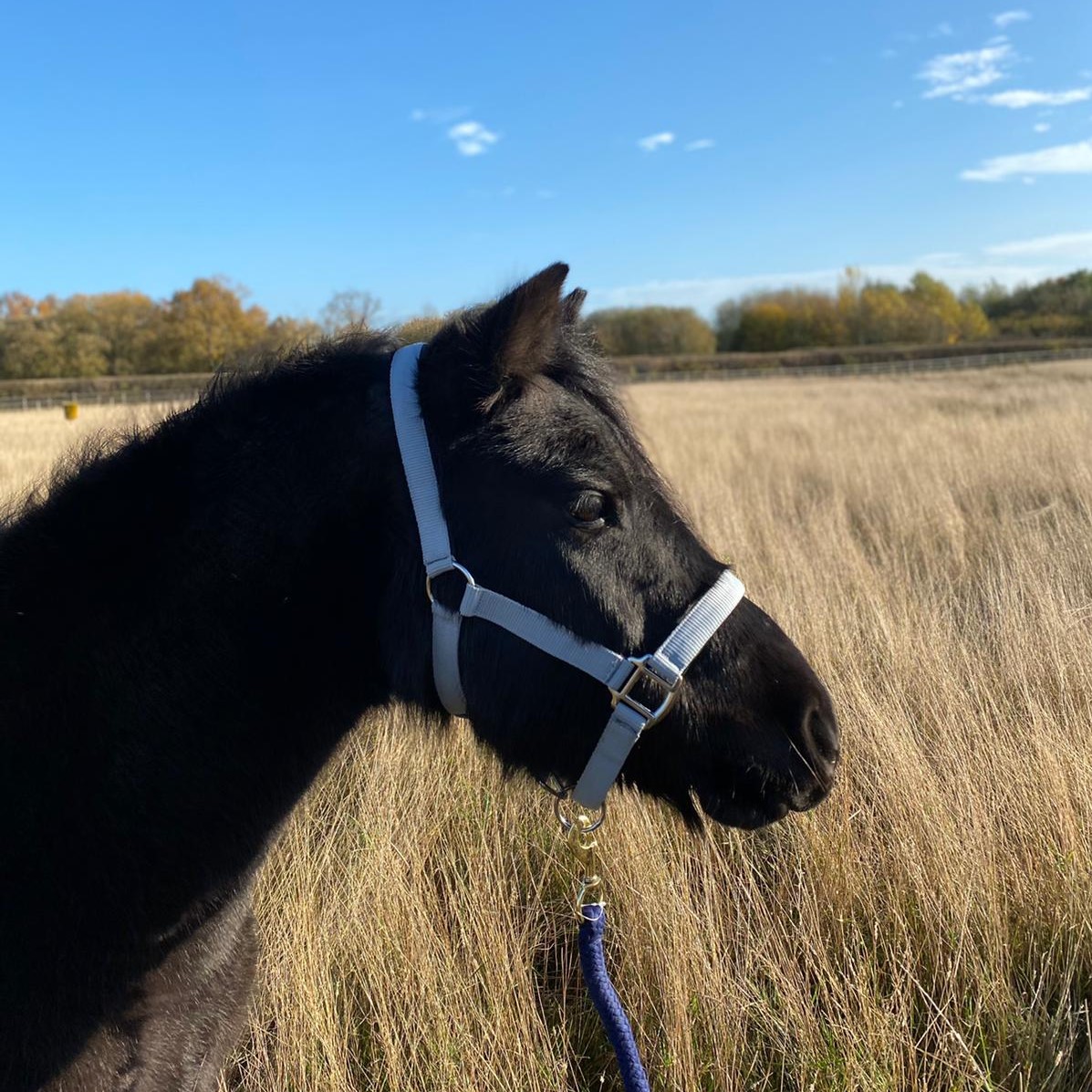 headshot of a small plack pony wearing a light blue headcollar, stood in a field of long grass