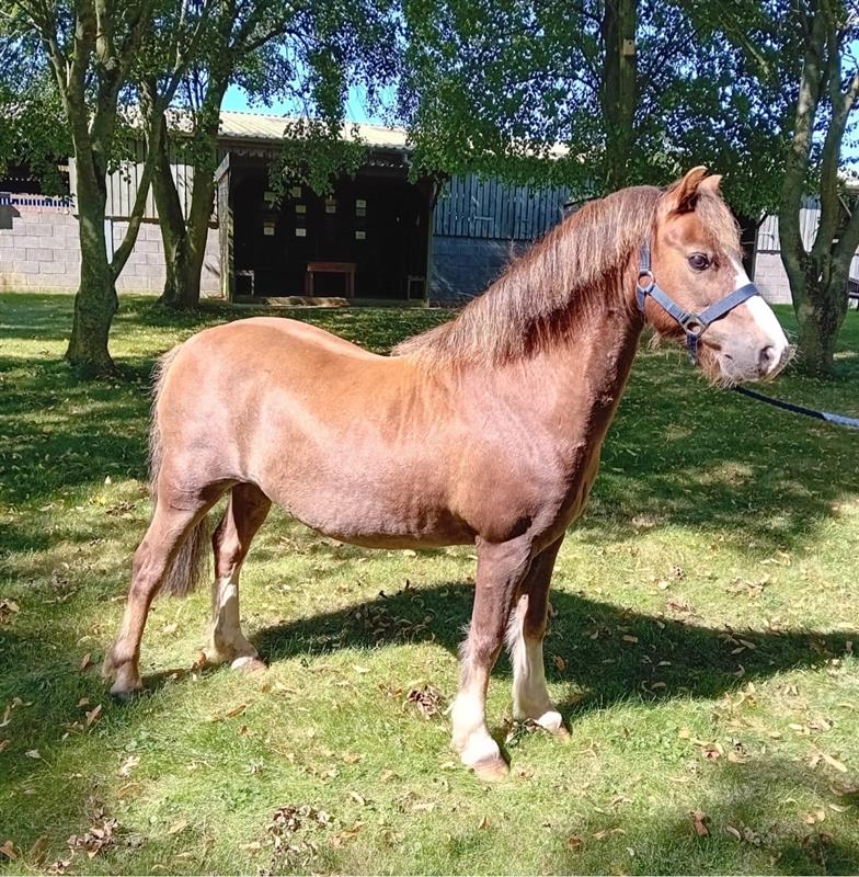 small chestnut pony wearing a navy blue headcollar