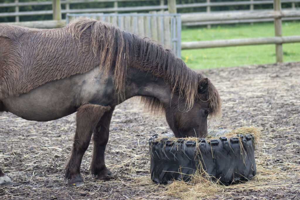 brown shetland pony eating hay out of a tyre in a paddock