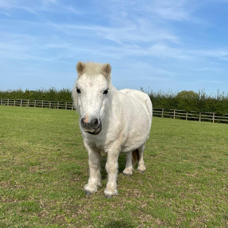 grey shetland stood in a field looking at the camera