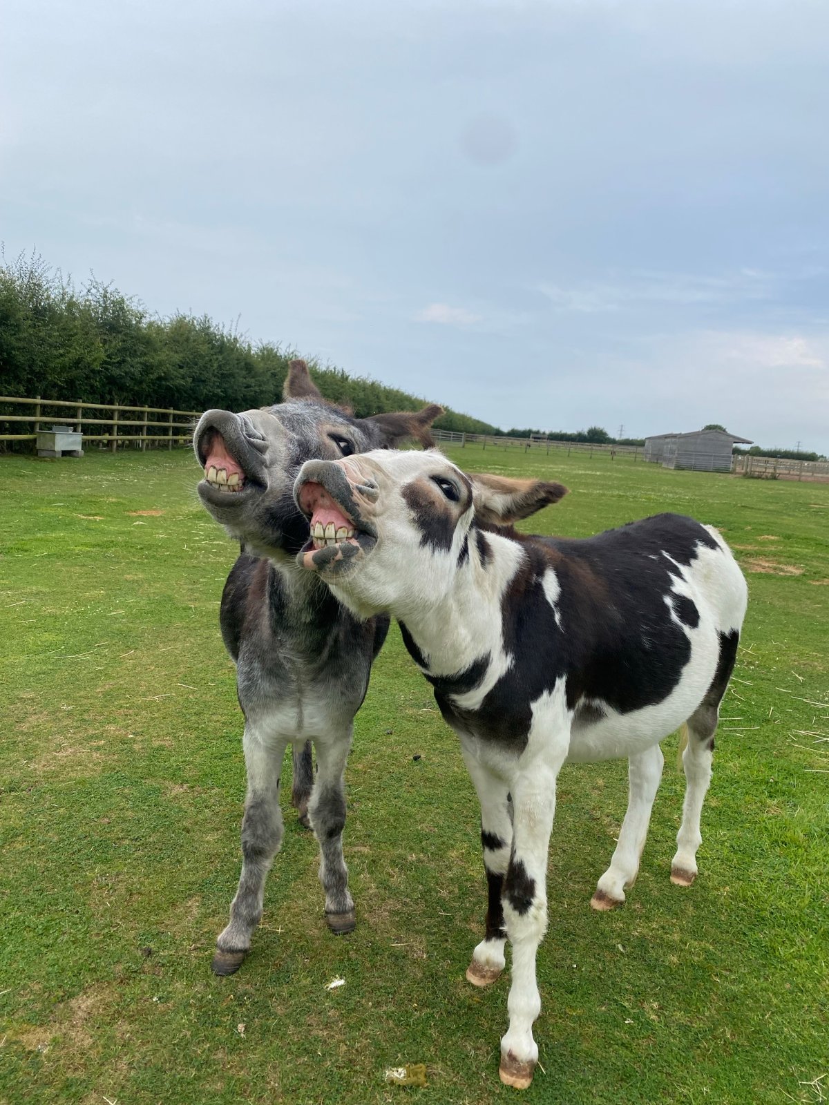 one grey donkey and one piebald donkey smiling at the camera