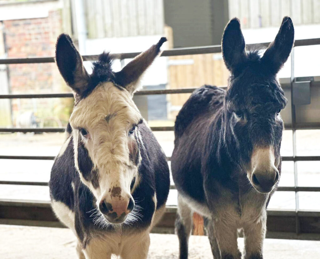 one grey donkey and one piebald donkey stood next to each other in a barn