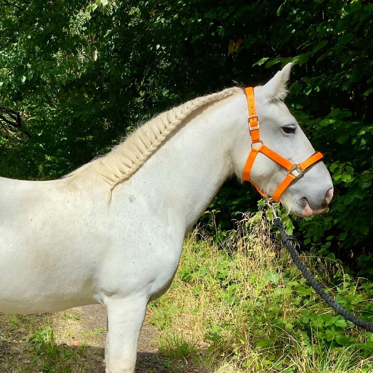 grey pony with a plaited mane wearing a bright orange headcollar