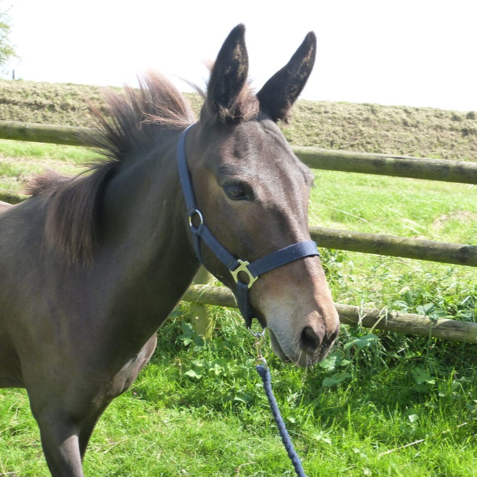 brown mule stood in a field wearing a navy blue headcollar