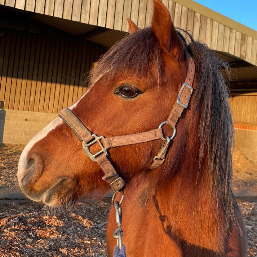 head side profile of a chestnut pony with a white nose wearing a beige headcollar