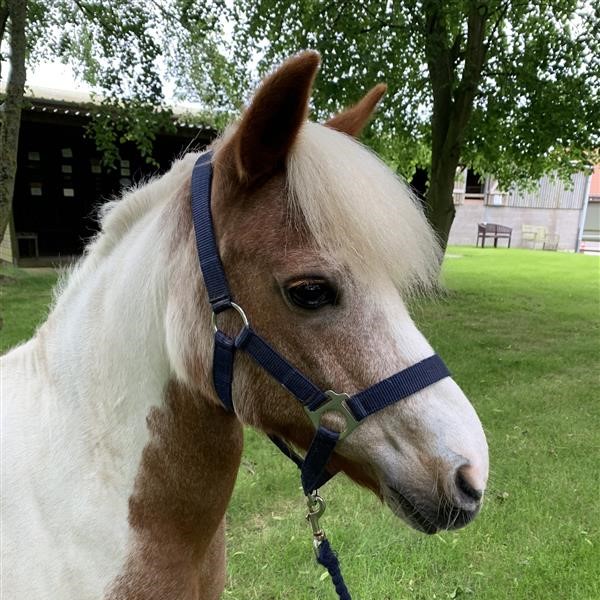 skewbald pony wearing a black headcollar and stood on a grassy area