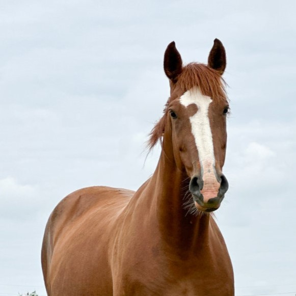 chesnut thoroughbred with a white nose stood in a field